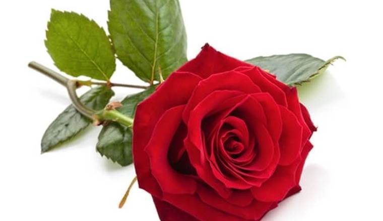Véritable rose 